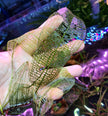 Aponogeton Madagascariensis by Iven Betta