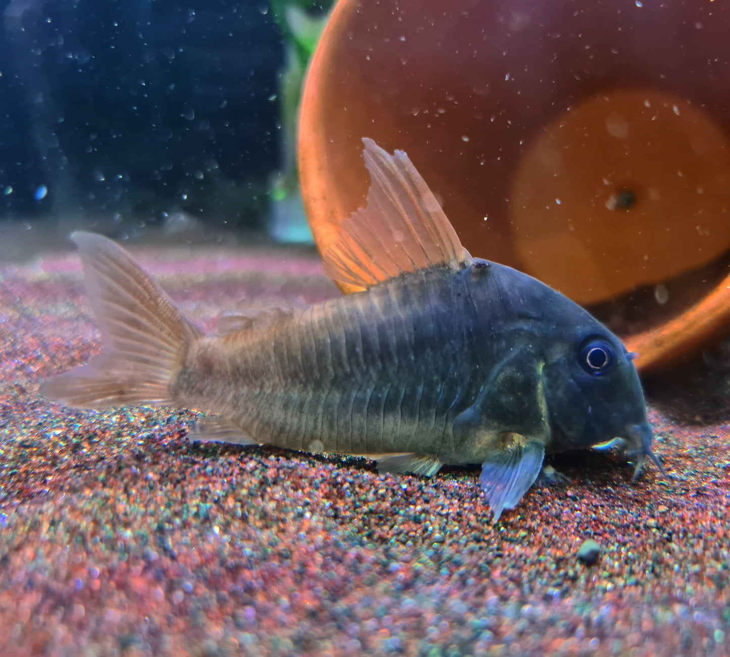 Corydoras Concolour by Iven Betta