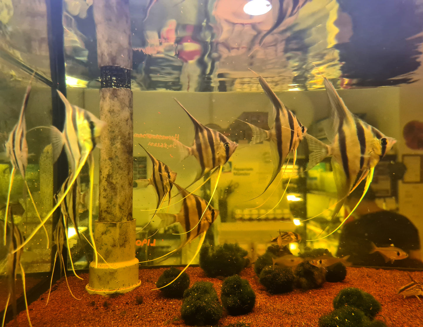 Pterophyllum Altum by Iven Betta