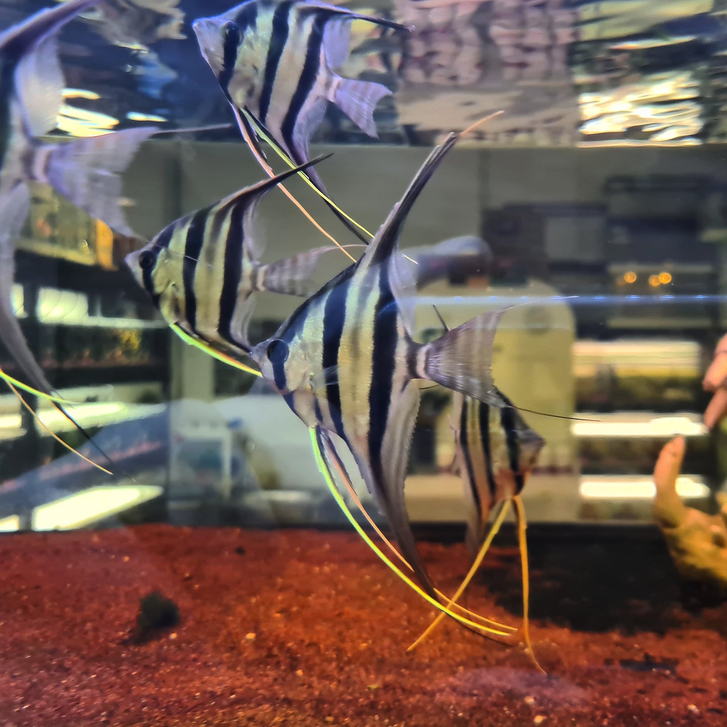 Pterophyllum Altum by Iven Betta