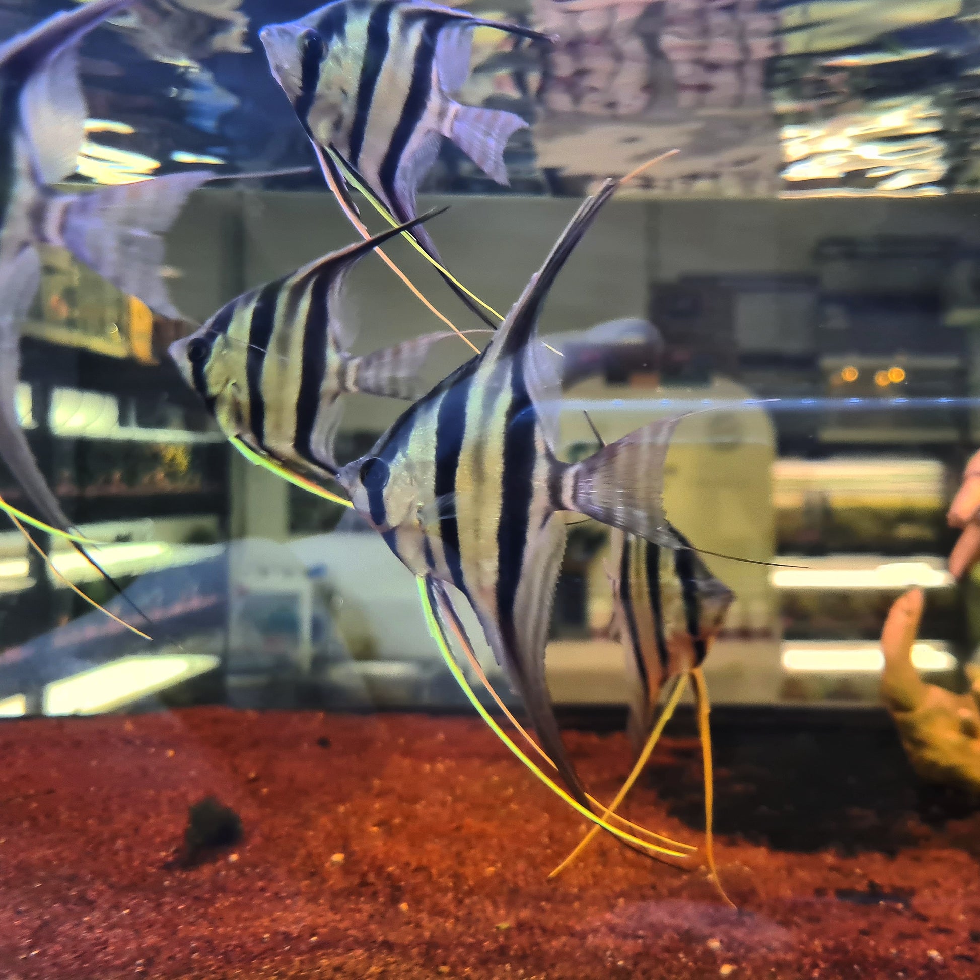Pterophyllum Altum by Iven Betta
