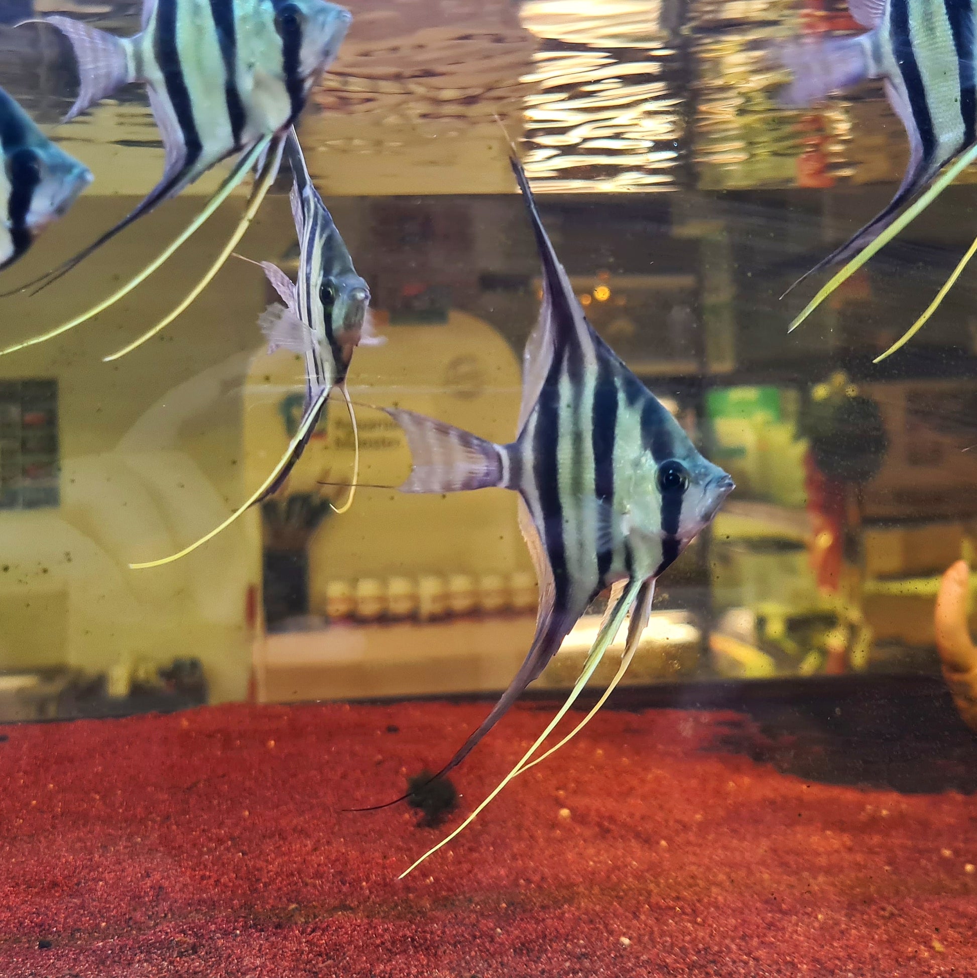 Pterophyllum Altum by Iven Betta