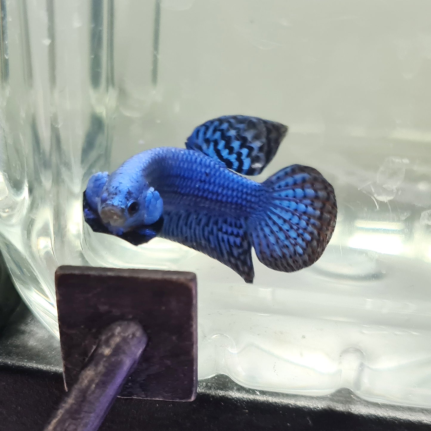 Betta var. 'Alien' by Iven Betta