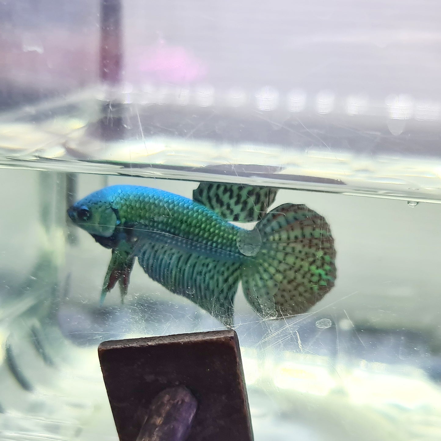 Betta var. 'Alien' by Iven Betta