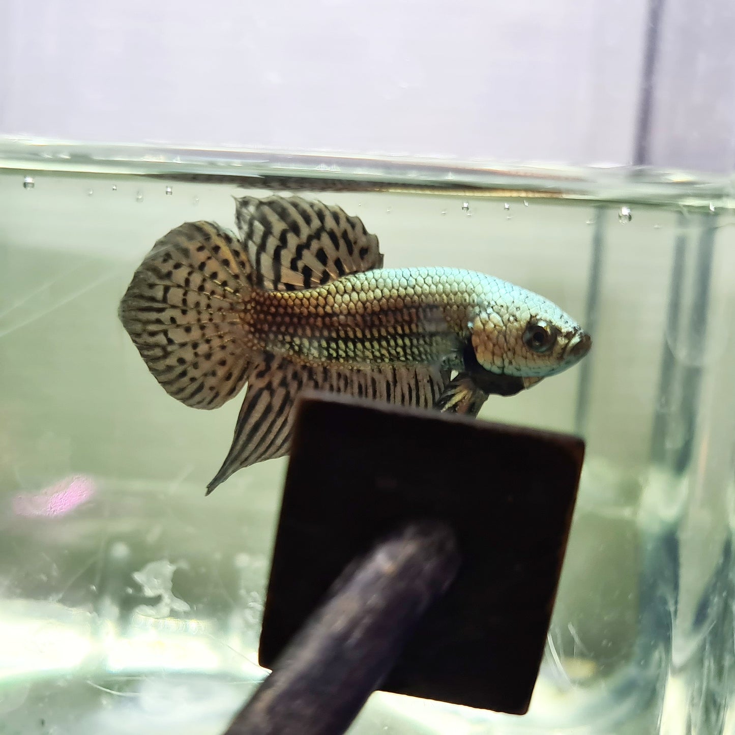Betta var. 'Alien' by Iven Betta