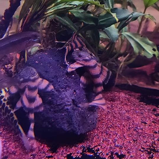 Panaqolus sp. L397 by Iven Betta