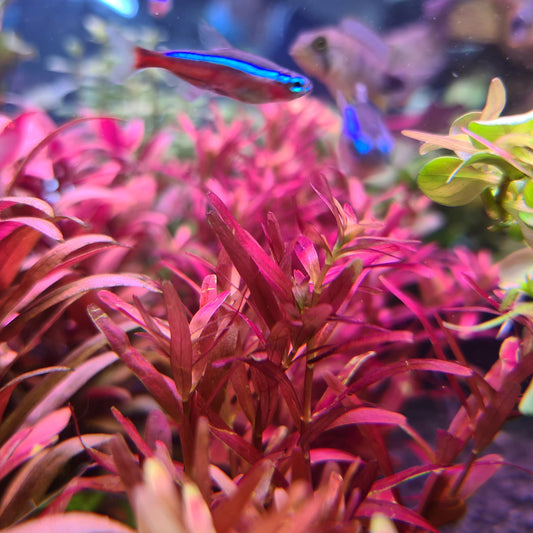 Rotala Rotundifolia 'Blood Red' by Iven Betta