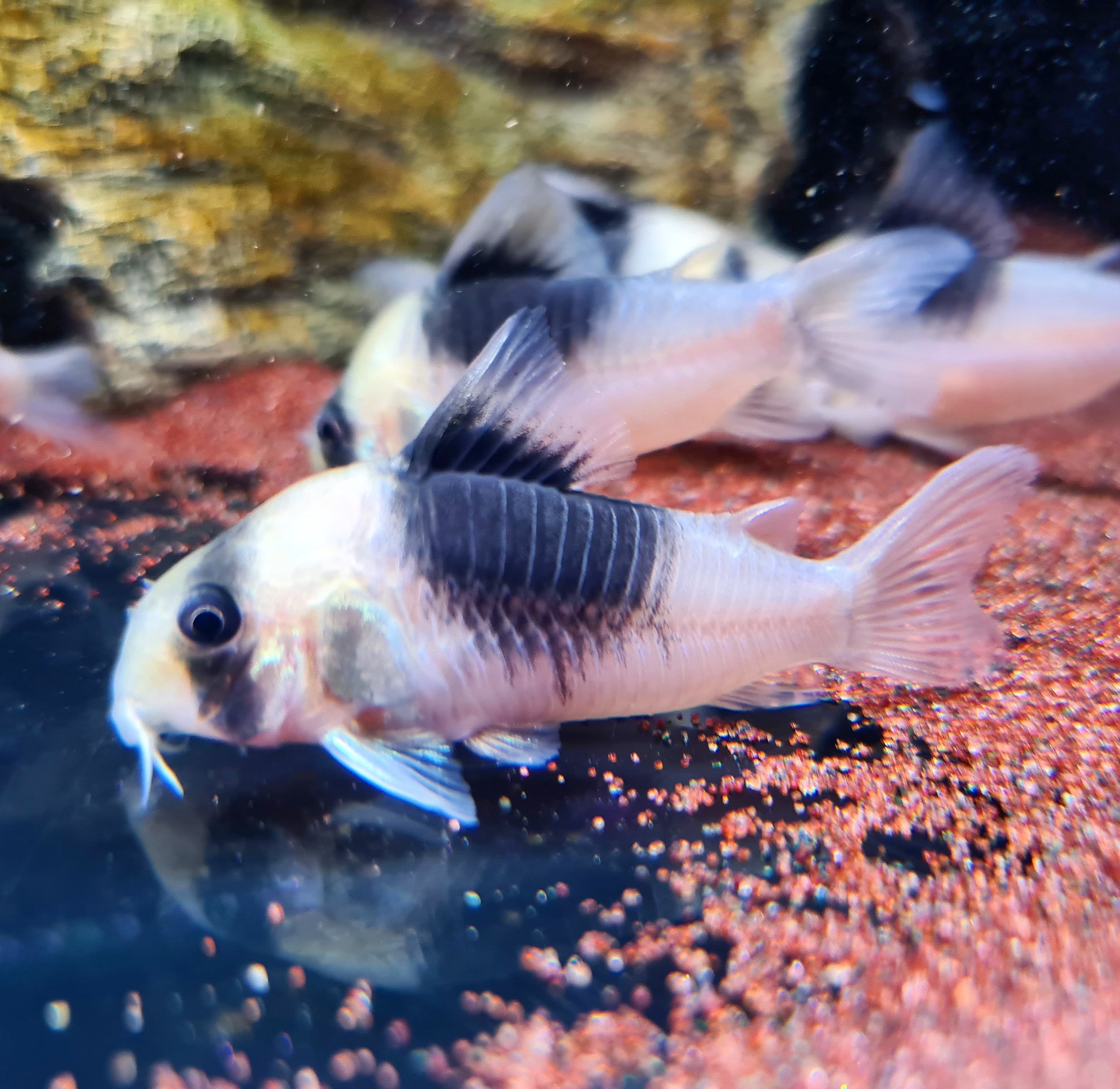 Corydoras sp. CW051 by Iven Betta