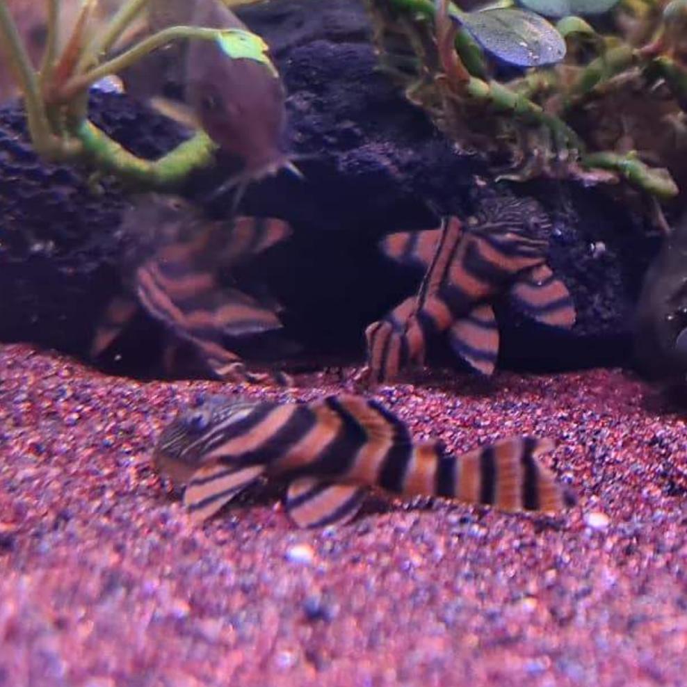 Panaqolus sp. L397 by Iven Betta