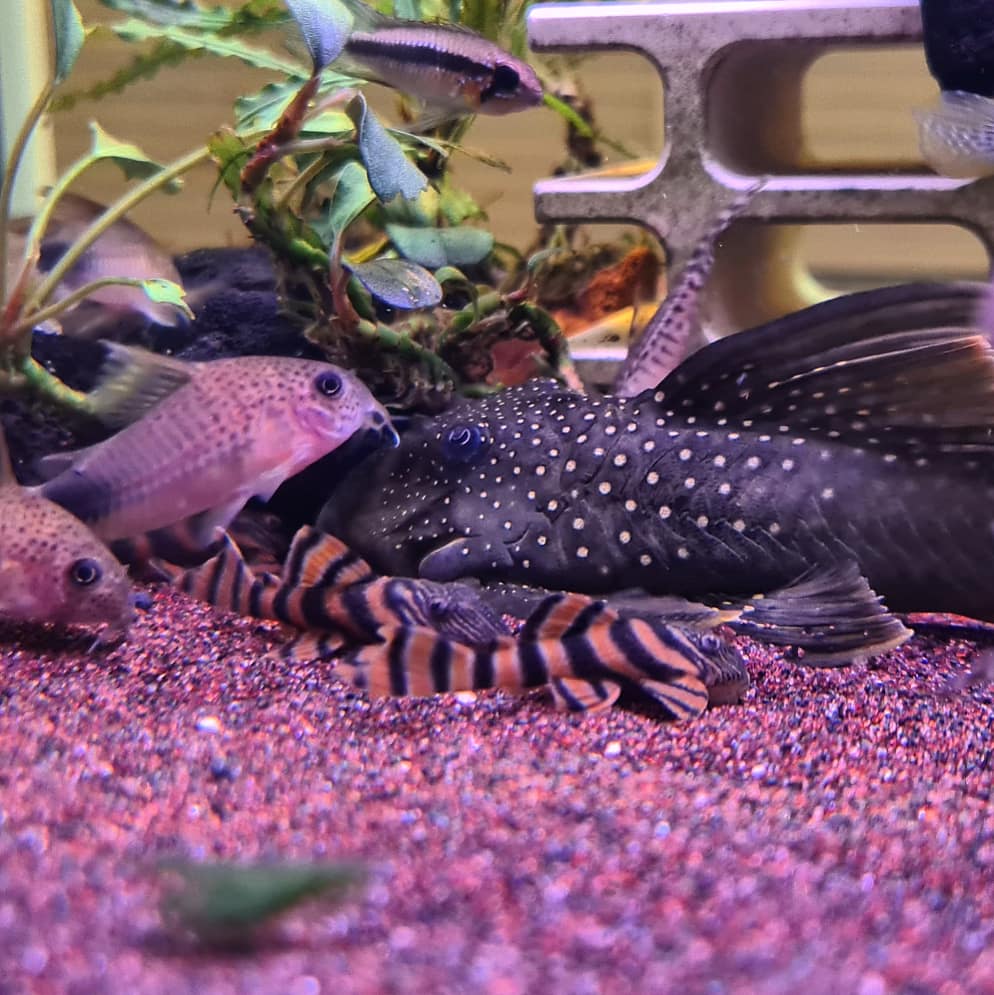 Panaqolus sp. L397 by Iven Betta
