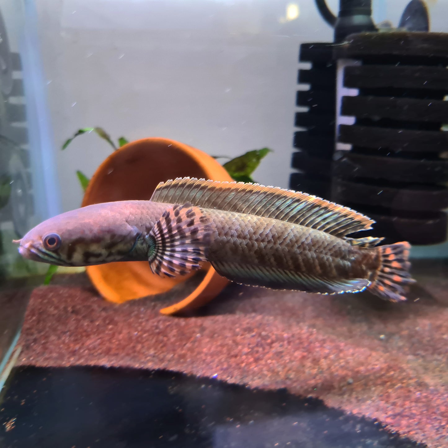 Channa Bleheri by Iven Betta