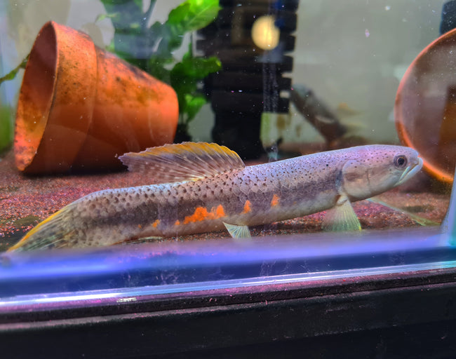 Erythrinus Erythrinus by Iven Betta
