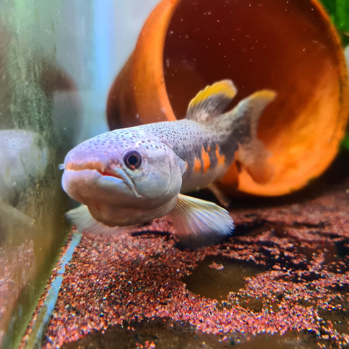Erythrinus Erythrinus by Iven Betta