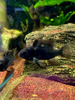 Mikrogeophagus Ramirezi 'Black Knight' by Iven Betta
