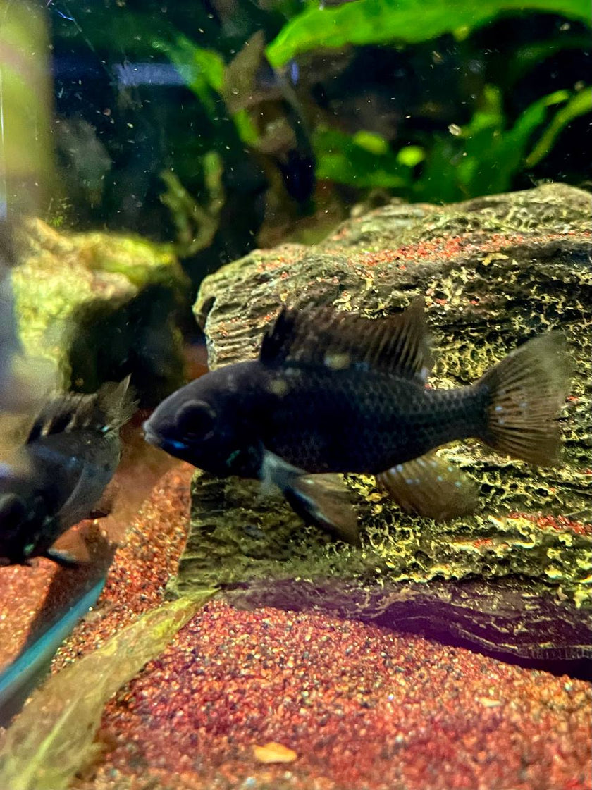 Mikrogeophagus Ramirezi 'Black Knight' by Iven Betta