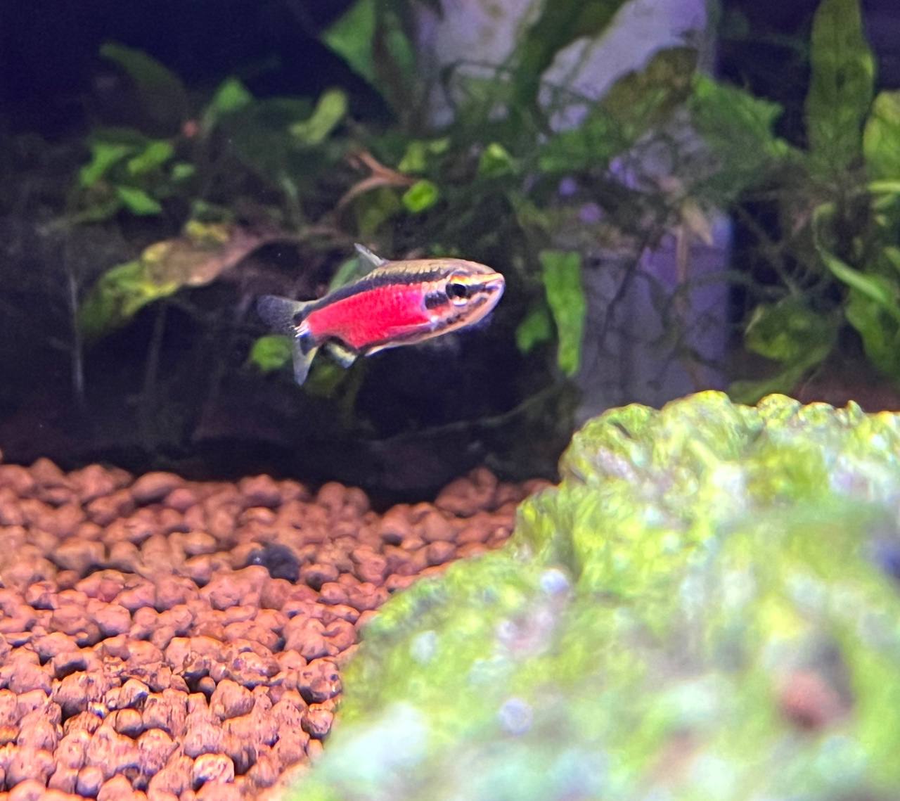 Nannostomus sp. ‘Super Red Cenepa’ by Iven Betta