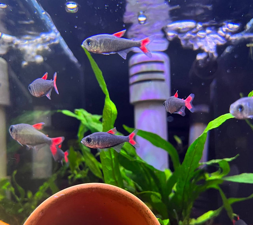 Hyphessobrycon Eilyos by Iven Betta