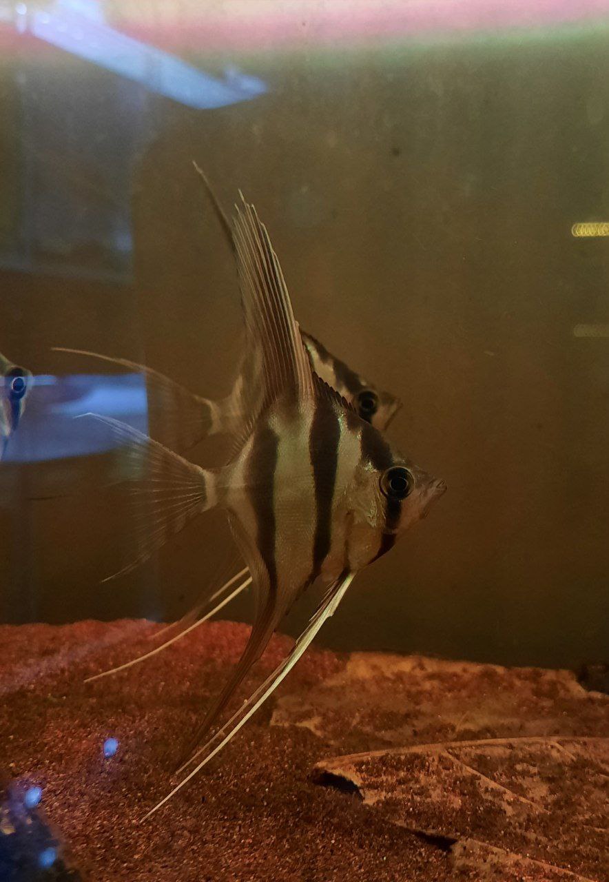 Pterophyllum Altum 'F1' by Iven Betta