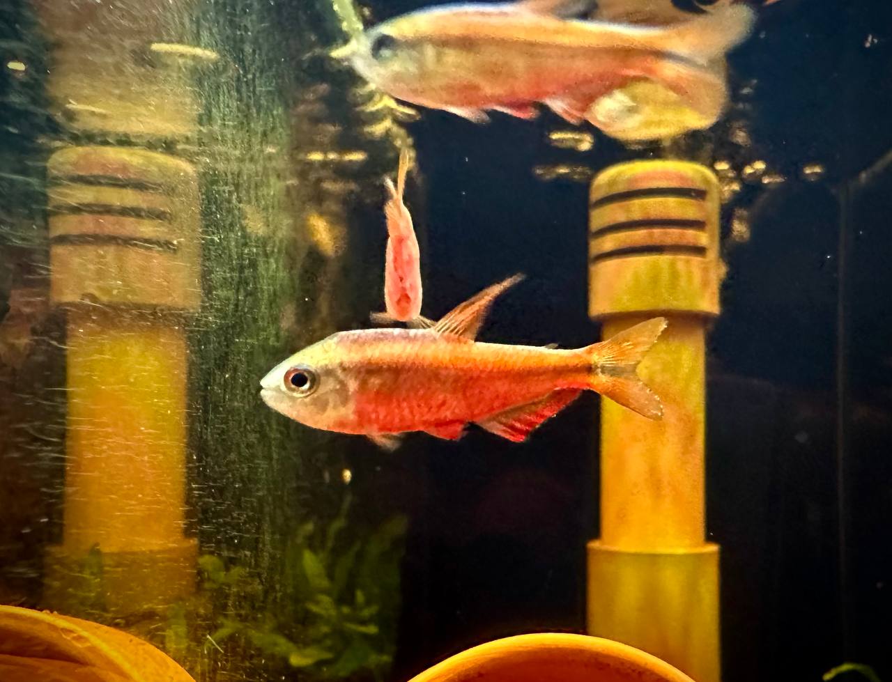Hyphessobrycon Notidanos "Red" by Iven Betta