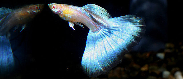 Poecilia Reticulata 'Japan Blue' by Iven Betta