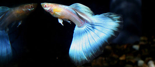 Poecilia Reticulata 'Japan Blue' by Iven Betta