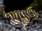 Peckoltia Compta L134 by Iven Betta