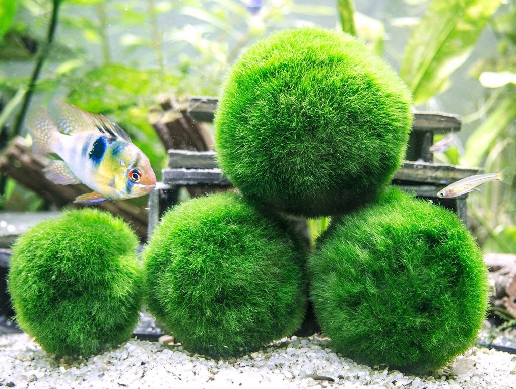 Cladophora Aegagropila 'Marimo' by Iven Betta