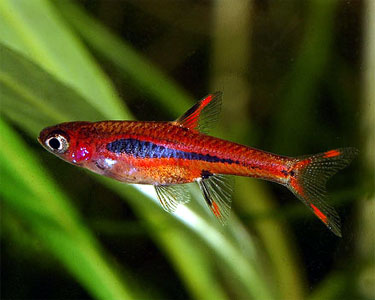 Boraras Brigittae by Iven Betta