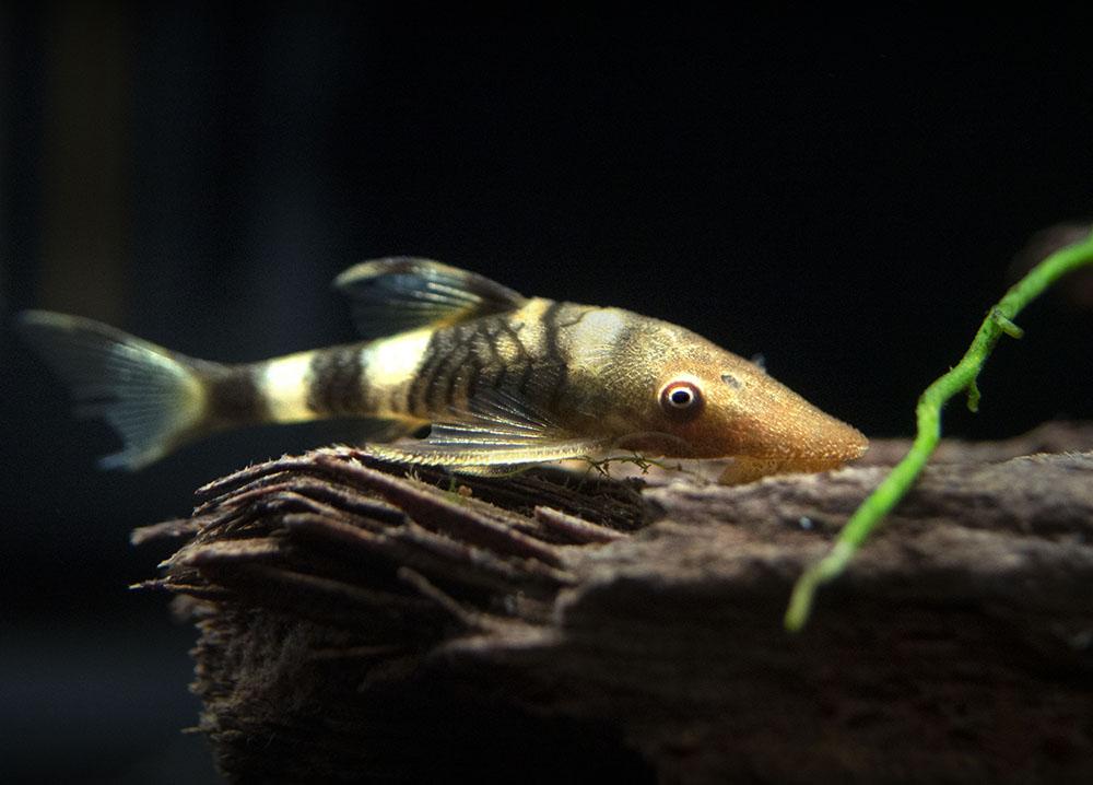 Nannopoptopoma sp. 'Peru Orange' by Iven Betta