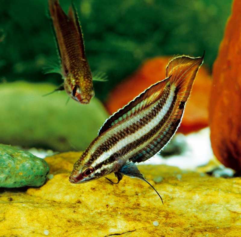 Parosphromenus Filamentosus by Iven Betta
