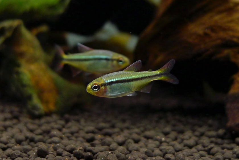 Hyphessobrycon Cyanotaenia by Iven Betta