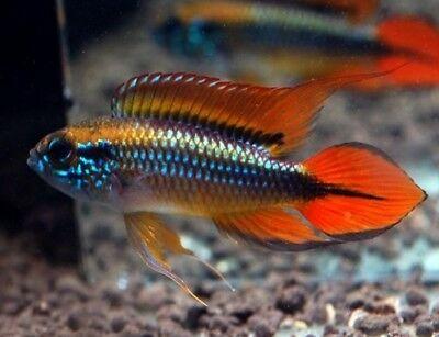 Apistogramma Agassizii "Red" by Iven Betta