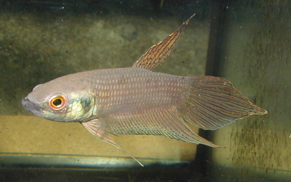 Betta Raja by Iven Betta