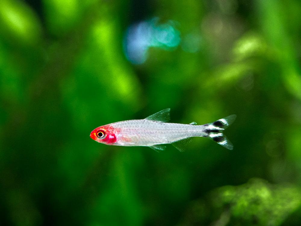 Hemigrammus Rhodostomus by Iven Betta