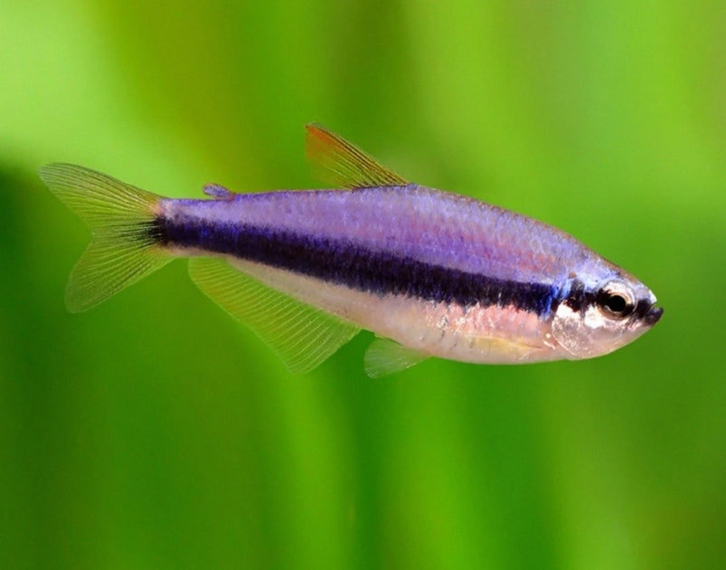 Inpaichthys Kerri by Iven Betta