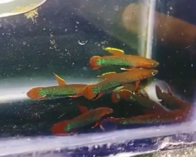 Betta Iaspis sp. Api Api "Jade" by Iven Betta
