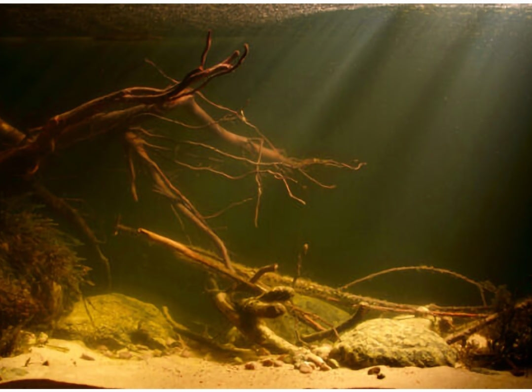COCO Mini Biotope Led Spotlight by ivenbetta