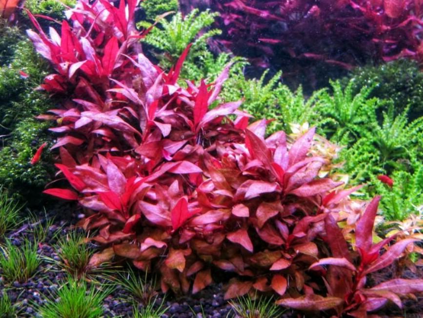 Alternanthera Reineckii 'Mini' by Iven Betta