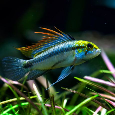 Apistogramma Trifasciata by Iven Betta
