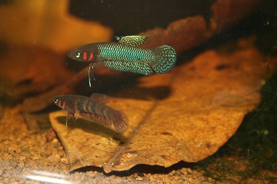 Betta Hendra by Iven Betta