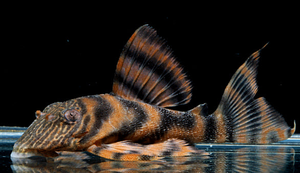 Panaqolus sp. L397 by Iven Betta