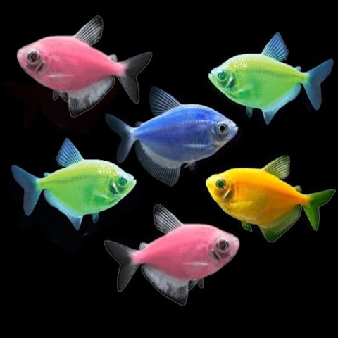 Gymnocorymbus Ternetzi var. Glofish by Iven Betta