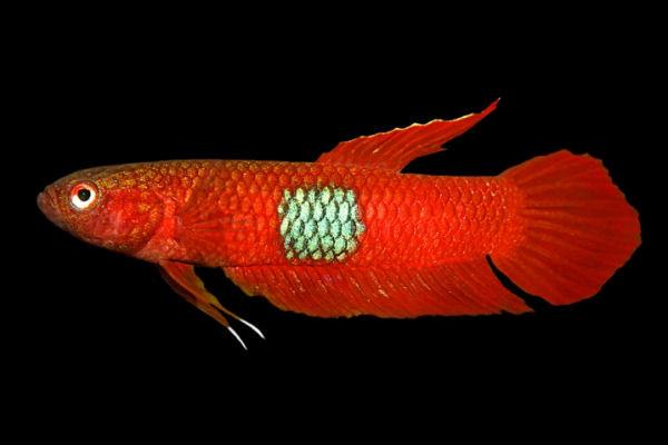 Betta Brownorum by Iven Betta