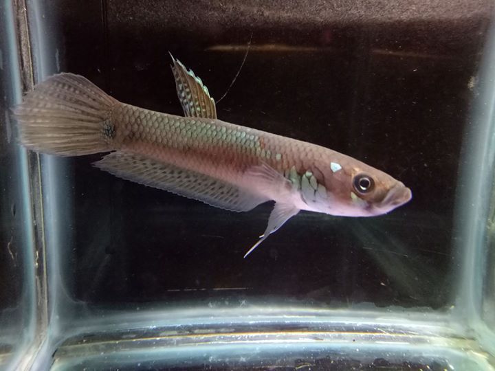 Betta Ocellata by Iven Betta