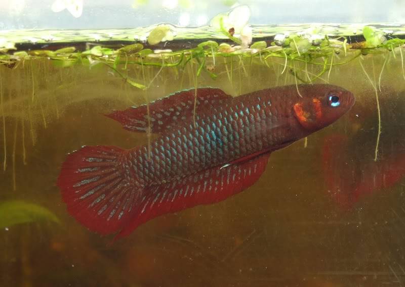 Betta Uberis by Iven Betta