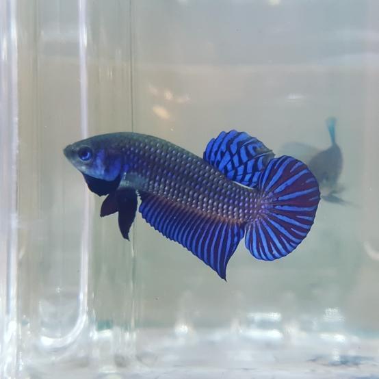 Betta var. 'Alien' by Iven Betta