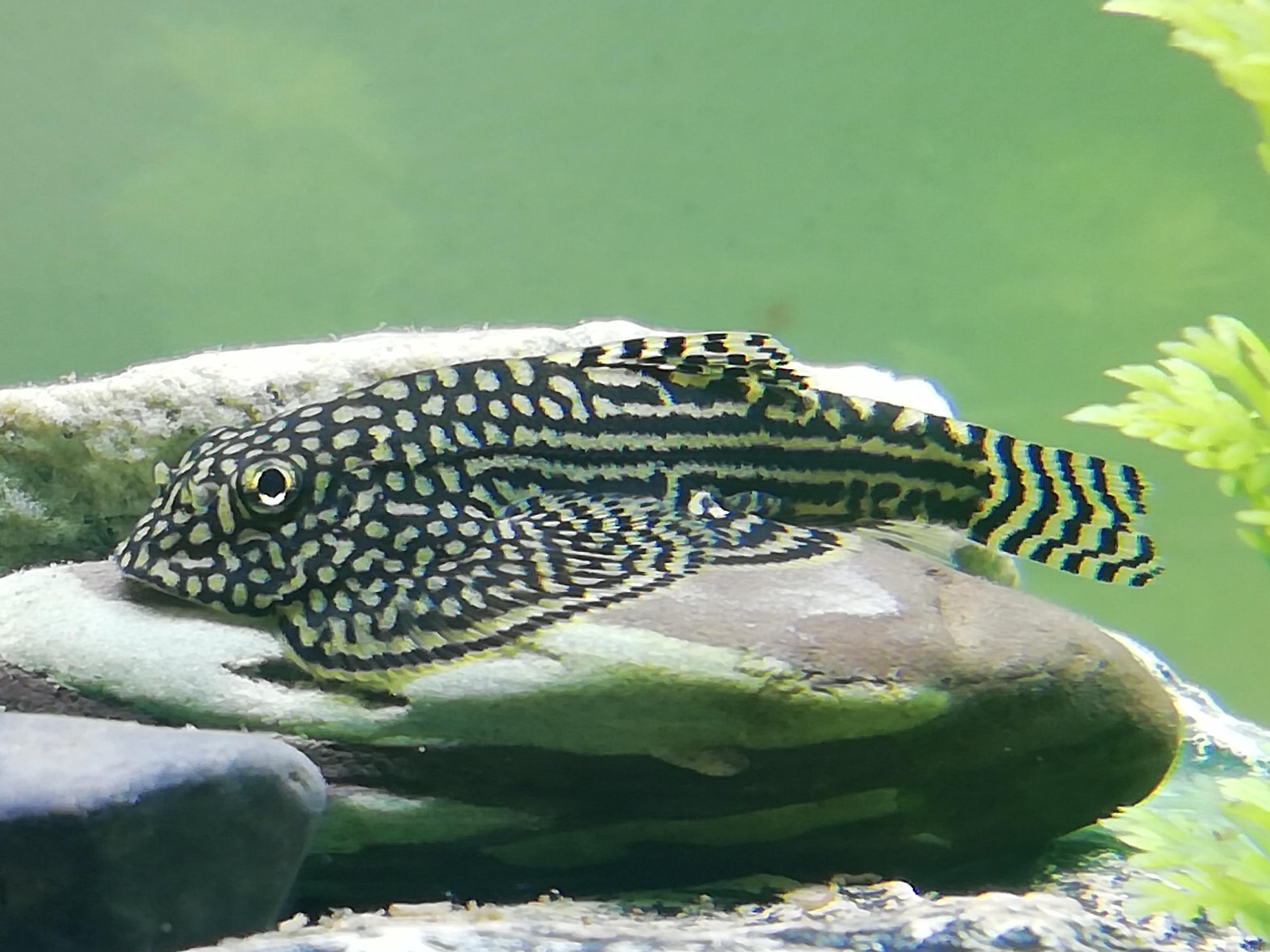 Sewellia Lineolata by Iven Betta