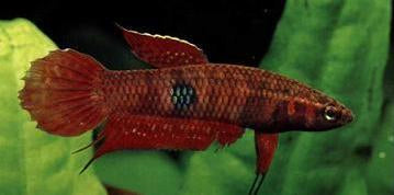 Betta Coccina by Iven Betta