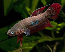 Betta Coccina by Iven Betta