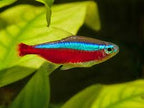 Paracheirodon Axelrodi by Iven Betta